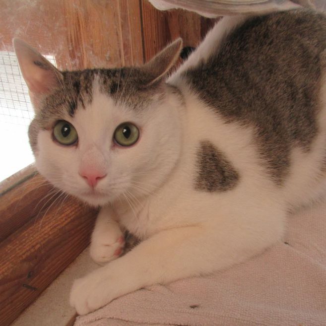 Boris