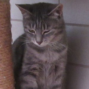 Elke
