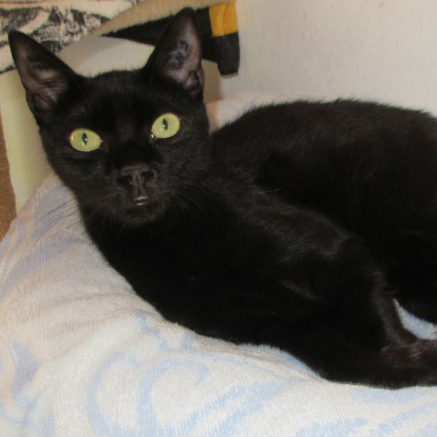 Fritzi