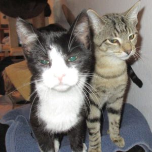 Rashid und Rezzo