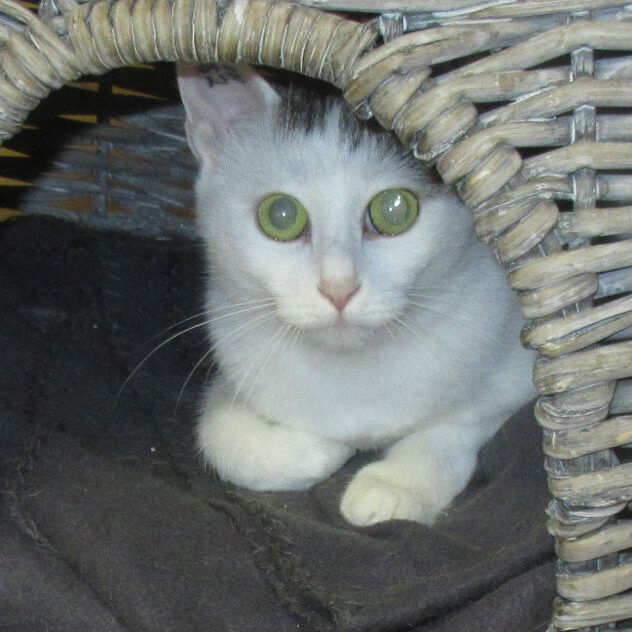 Senta