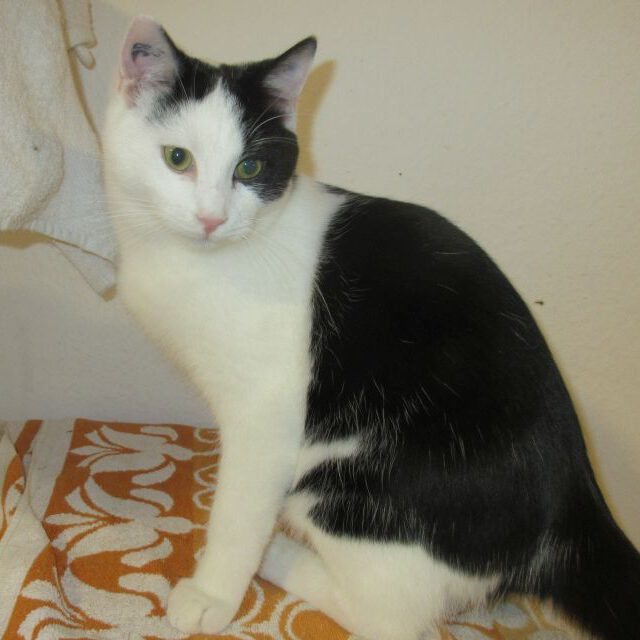 Hendrik