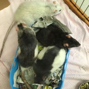 Lolly, Luna, Minnie und Remy