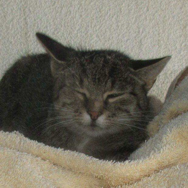 Hilde
