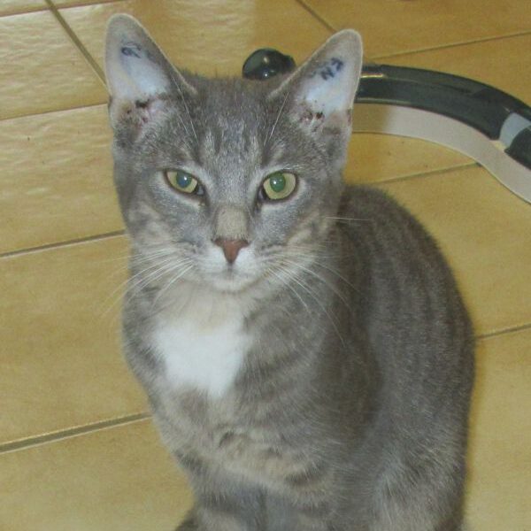 Hannes