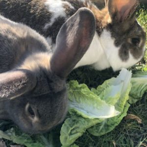 Vermittlungshilfe für 2 weibliche Kaninchen