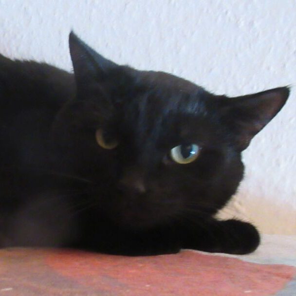 Blacky
