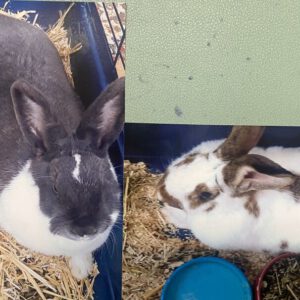 Vermittlungshilfe für 2 Kaninchen Damen
