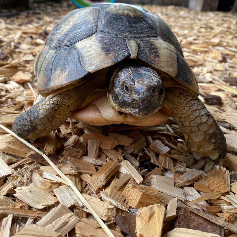 Schildkröten entlaufen/zugelaufen