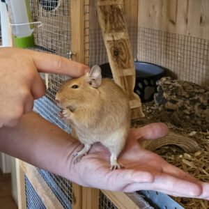 Vermittlungshilfe für Degu Dame Bella