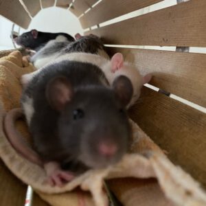 6 Farbratten männlich, kastriert -RESERVIERT-