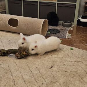 Vermittlungshilfe für Löwenköpfchen Merlin und Fee