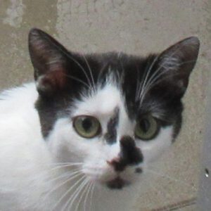 Mimi