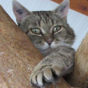 Fritzi