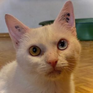 Kitty – Notfall