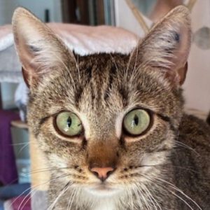 Evi