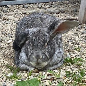 Vermittlungshilfe für Kaninchen Karle