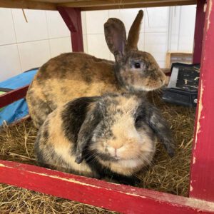 Ronja und Cookie