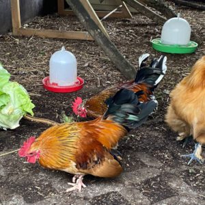 Zwerghähne Jack Sparrow und Gibbs