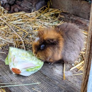 Vermittlungshilfe für Meerschweinchen Molly