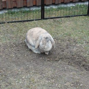 Vermittlungshilfe für Kaninchen Paris