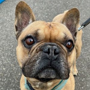 Benji