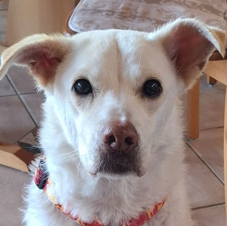 Luna Gnadenbrothund