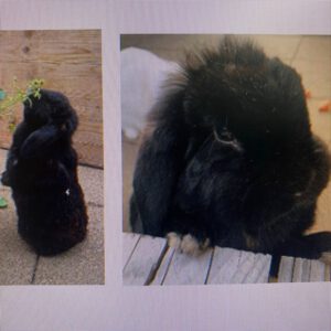 Vermittlungshilfe für Zwergwidder Dame Blacky