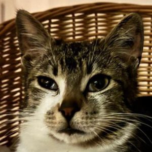 Fenja