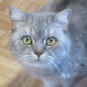 Piraye