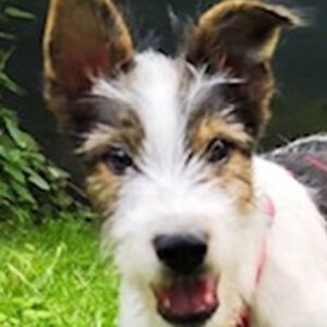 Rufus