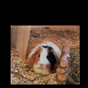 Vermittlungshilfe für Meerschweinchen Dame Bobby
