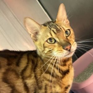 Drei Katzen suchen gemeinsam ein erfahrenes Für-immer-Zuhause