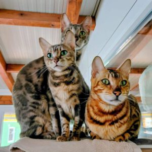 Drei Katzen suchen gemeinsam ein erfahrenes Zuhause